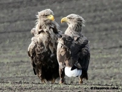 Whitetailed Eagle / Havrn