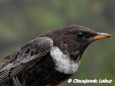 Ring Ouzel / Ringdrossel