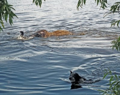 SWIM TIME