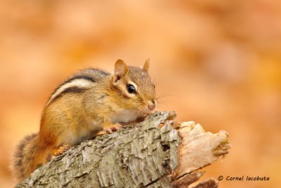 Chipmunk,Tamia ray