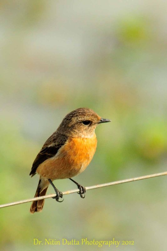 Common Stonechat;  (Saxicola torquatus)