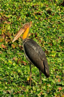 Lesser Adjutant Stork