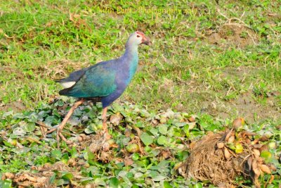 Purple Swamp Hen.