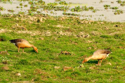 Greylag Goose