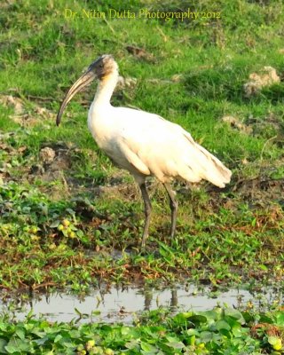 Black Headed Ibis (juvenile)
