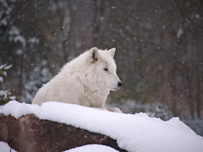Arctic Wolves, Toronto Zoo Winter 2011
