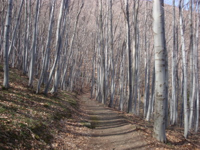 Boyana's lake - 26th of March 2011