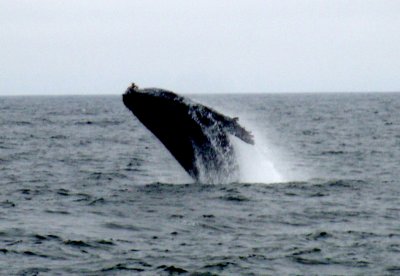 Whale watching, Monterey, Ca.