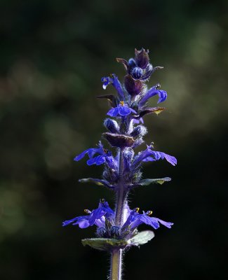 g4/17/118917/3/143414432.tM22v34J.jpg