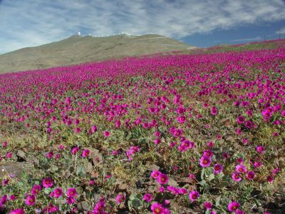 Desierto Florido