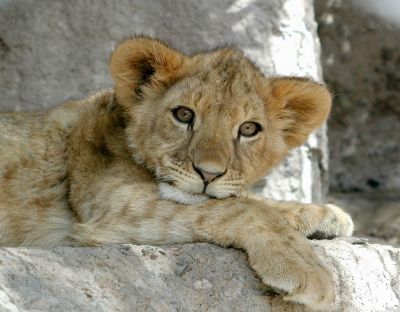 Leoncito