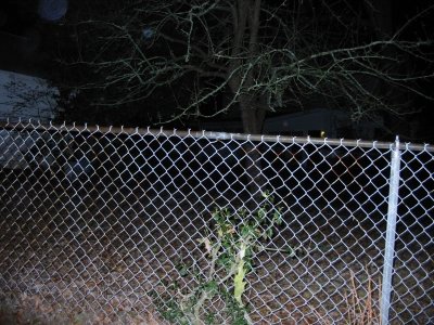 Warren House Backyard