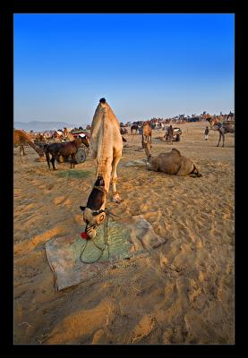 Camel Feeding