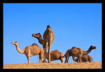 Camels 01