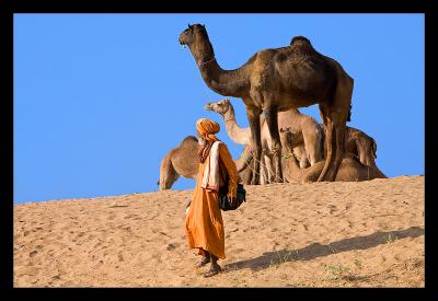 Sadhu Camel 02