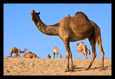 Camels 02