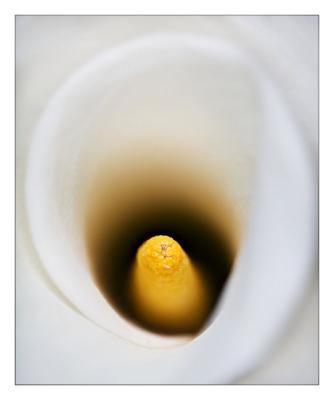 Calla 01
