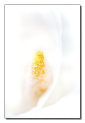 Calla 05