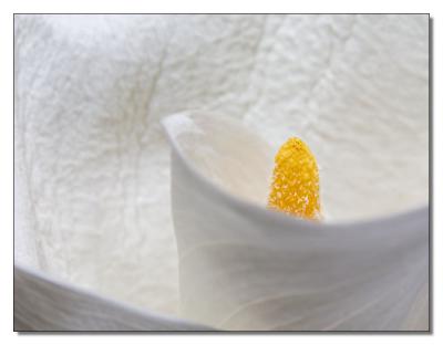 Calla 08