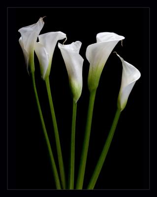 Calla 17