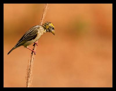 Baya Weaver