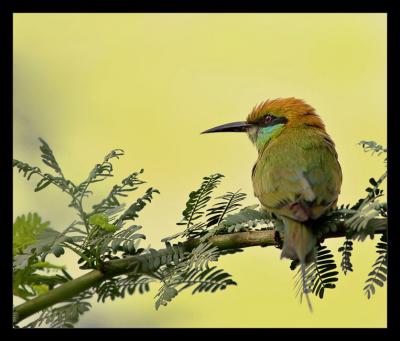 Bee Eater 02