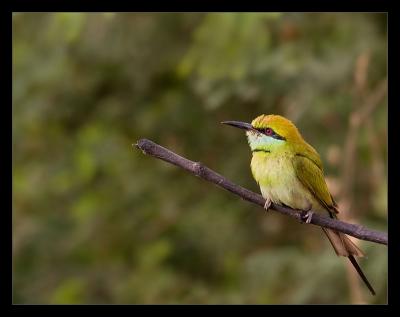 Bee Eater 03