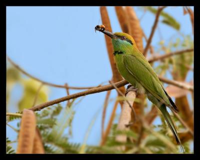 Bee Eater 05