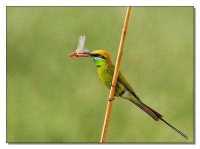 Bee Eater 06