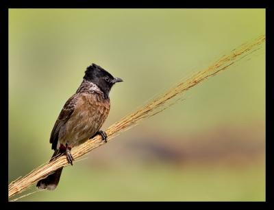 Red Vented Bulbul