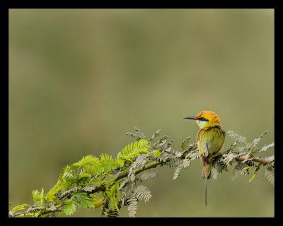 Bee Eater 01