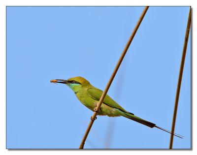 Bee Eater 07