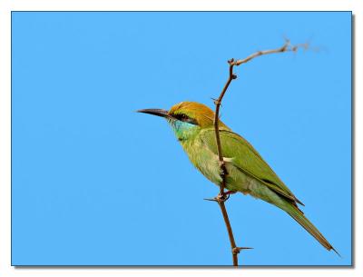 Bee Eater 08