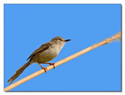Plain Prinia