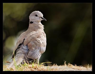 Eurasian Dove