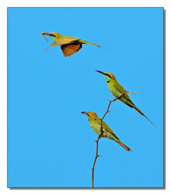 3 Bee Eaters