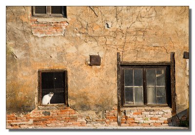 Cat in the Window