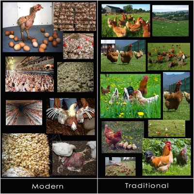 Chicken Farming (stock photo collage)