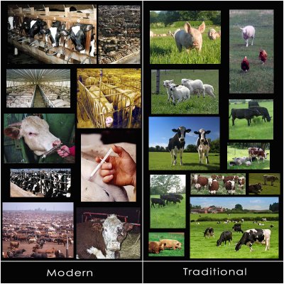 Livestock (stock photo collage)