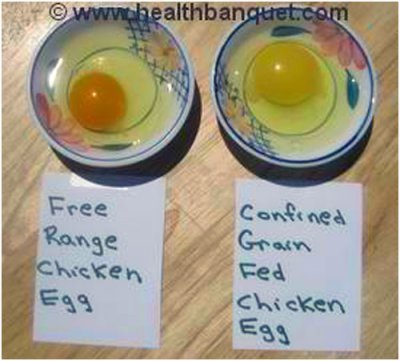Free Range Egg vs. Confined Grain Fed Chicken Egg (stock photo/no copyright)