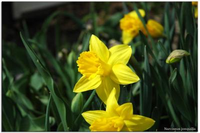 Narcissus jonquilla - Yellow daffodil
