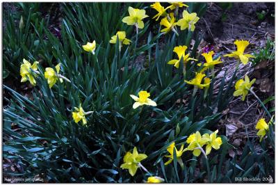 Narcissus jonquilla - Yellow daffodils