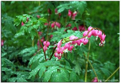 bleeding heart.jpg