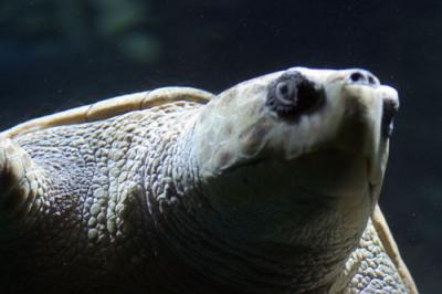 New England Aquarium,Boston