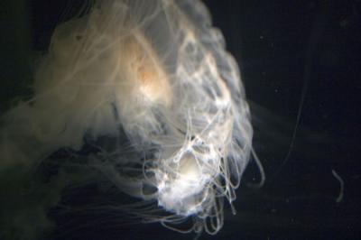 New England Aquarium,Boston