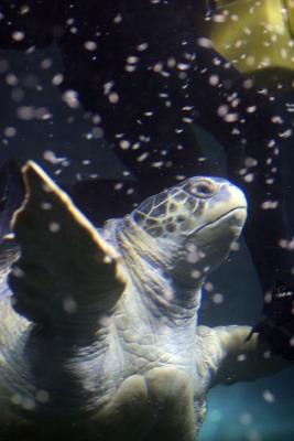 New England Aquarium,Boston