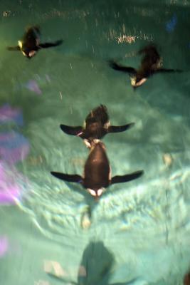 New England Aquarium,Boston