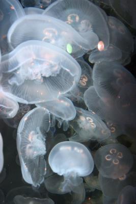New England Aquarium,Boston