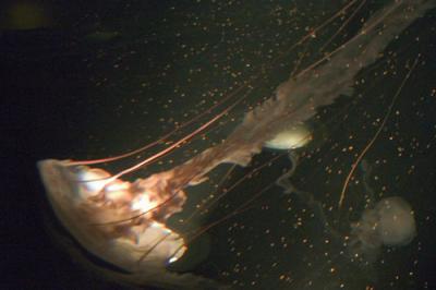New England Aquarium,Boston