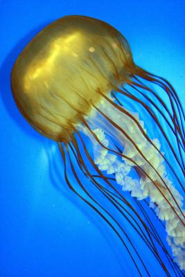 New England Aquarium,Boston